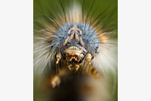 Eichenspinner oder auch Quittenvogel / Lasiocampa quercus