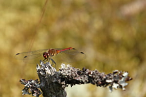 Blutrote Heidelibelle