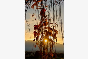 Herbstlich Herbstlich