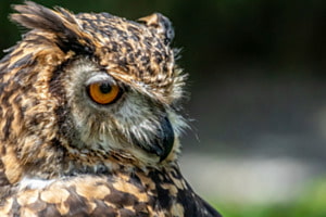Dieser Blick ... Dieser Blick ...