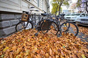 Fahrräder im Blätterbett