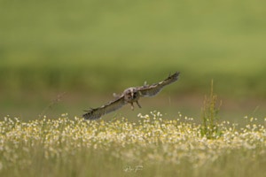 Junge Waldohreule am jagen
