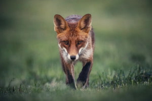 Der Rotfuchs 
