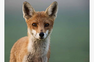 Der Heimische Rotfuchs Closeup 