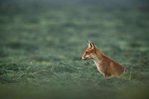 Der Heimische Rotfuchs auf der Jagt 