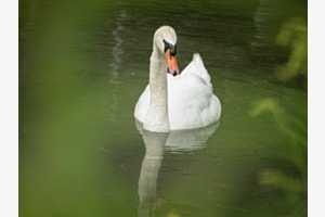 Schwan im Teich Schwan im Teich