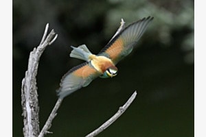 Fliegende Schönheit