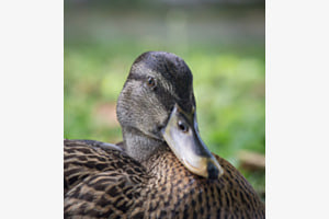 Bewerbungsfoto