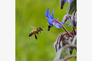 Biene beim Landeanflug Biene beim Landeanflug