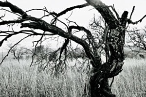 Un Arbre 2