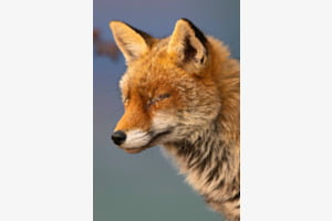 Ware Wildnis