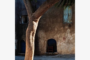 Un Arbre 
