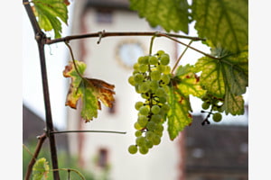 Natur trifft auf Stadt