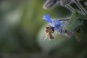 Biene an der Borretschblüte