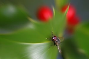 Fliege