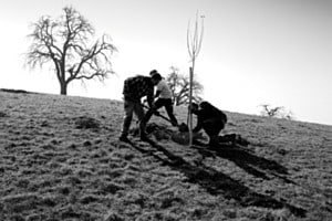 Ein Baum entsteht Ein Baum entsteht