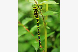 Libelle