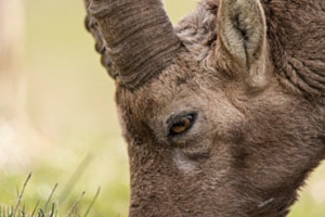 Steinbock - Portrait Steinbock - Portrait