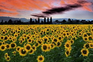 Sonnenblumen