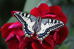 Schwalbenschwanz Schmetterling 