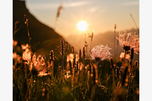 Blumenpracht bei Sonnenaufgang