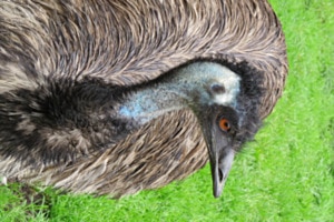 Emu