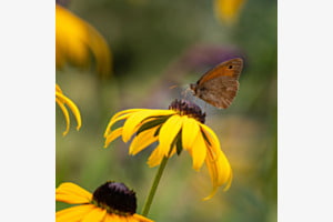Tagfalter auf Rudbeckia