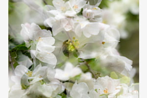 Fleissige Biene