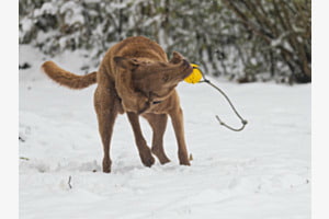 Austoben im Schnee