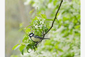 Frühlingsgruss