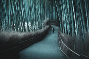 walk through the bamboo forest