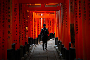 walk through the red torii gates