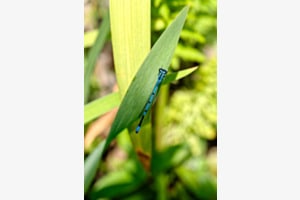 Bleu