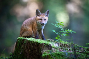 Junger Rotfuchs Junger Rotfuchs