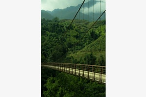 Jungle