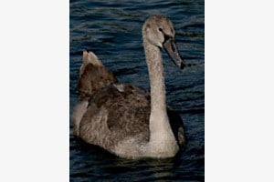 Jungschwan