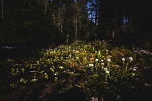 Frühlingserwachen