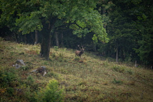Hirsch