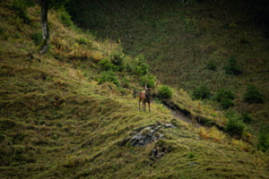 Hirsch Hirsch