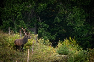 Hirsch