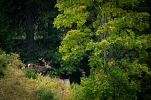 Hirsch