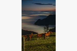 Pferde nach Sonnenuntergang 