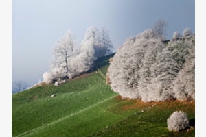 Erster Frost