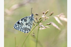 Schachbrettfalter