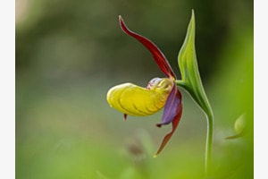 Frauenschuh