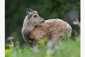 Junger Steinbock