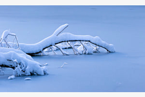 Winter Stilleben