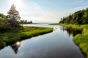 Waldlandschaft in Kanada