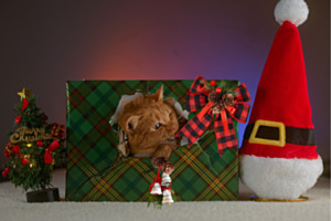 Tabsi's Weihnachten