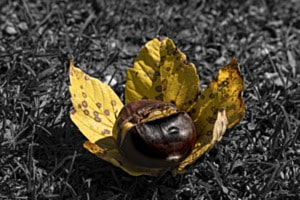Autumn is coming